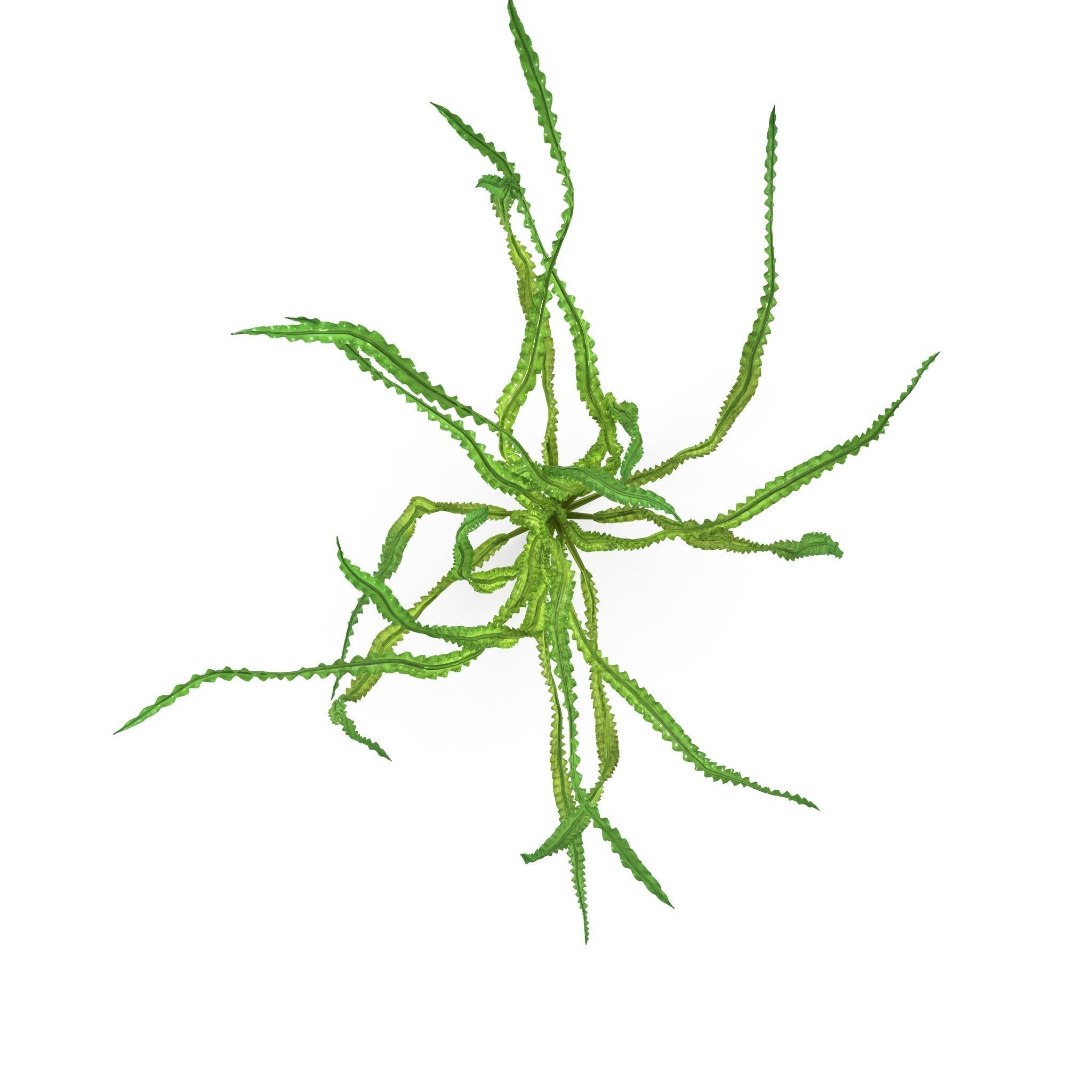 Crinum calamistratum 3D model_2
