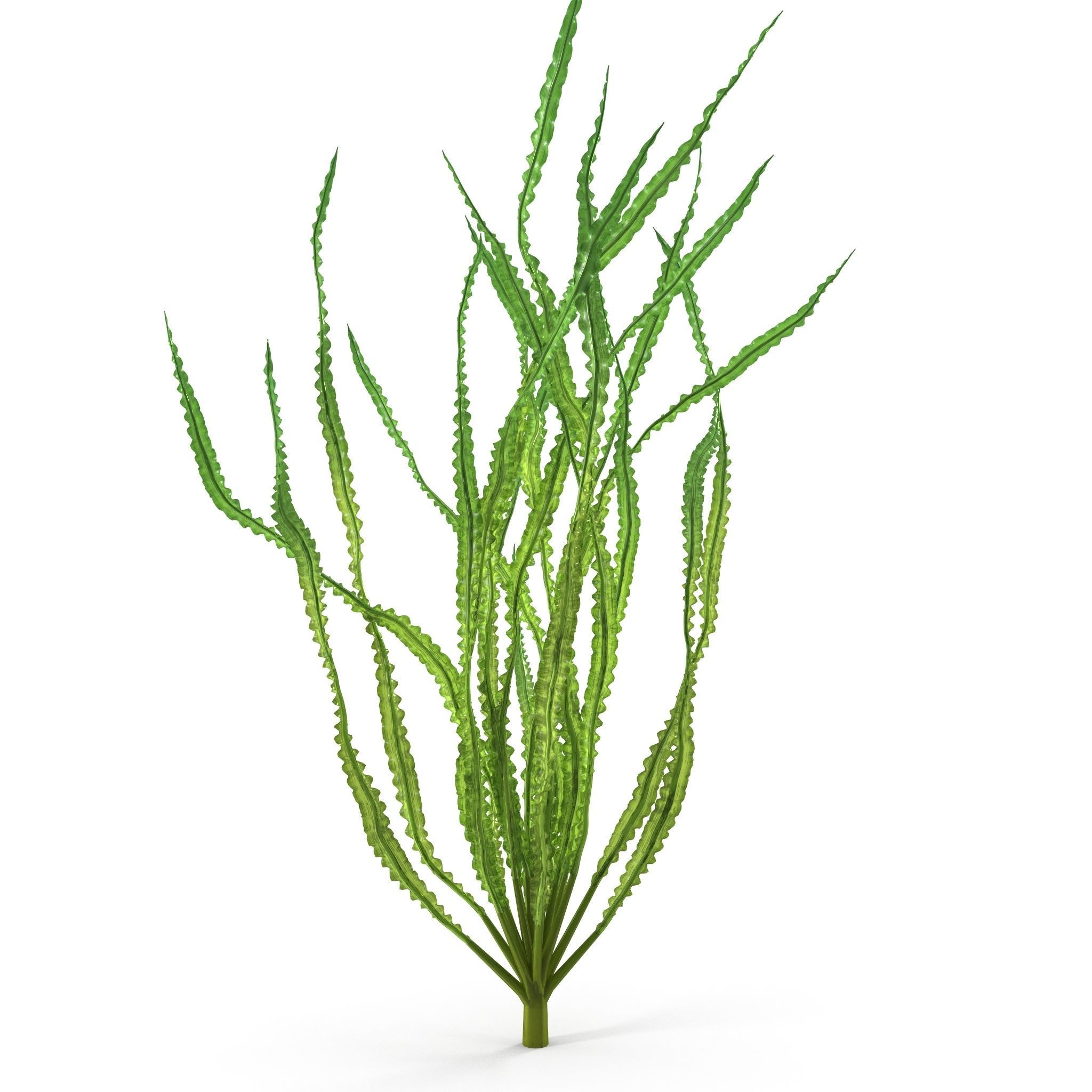 Crinum calamistratum 3D model_5