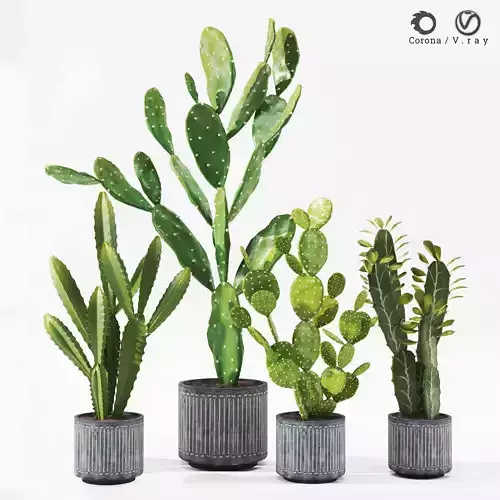 plant-indoor-cactus