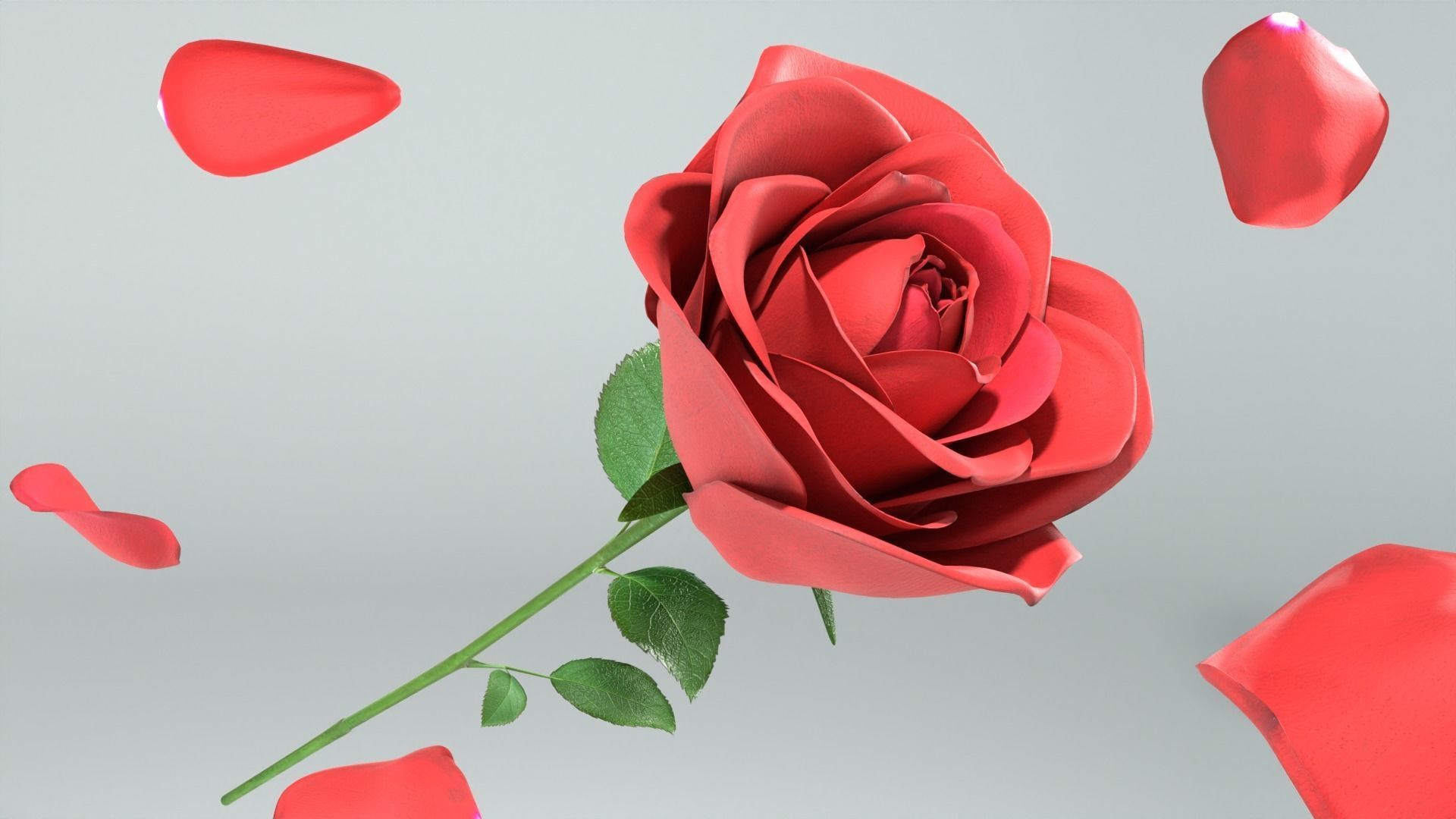 Red Rose 3D model_3