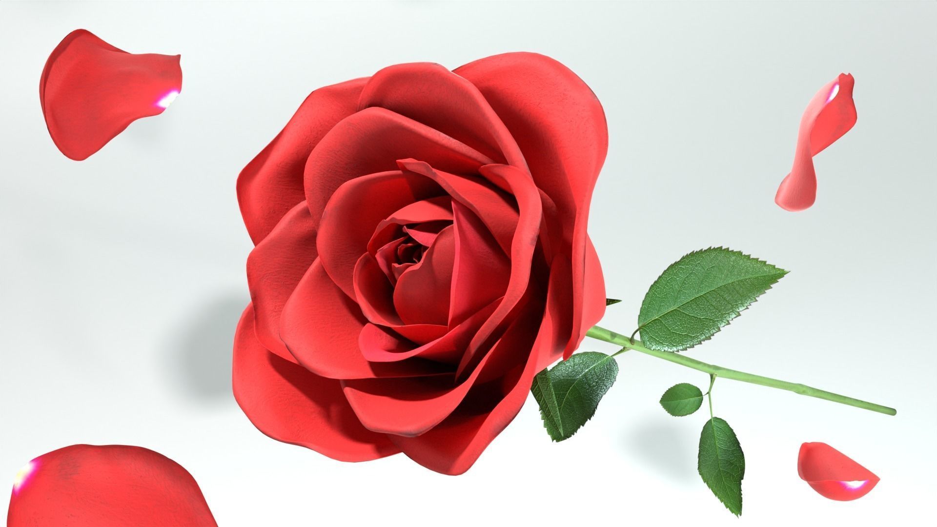 Red Rose 3D model_5