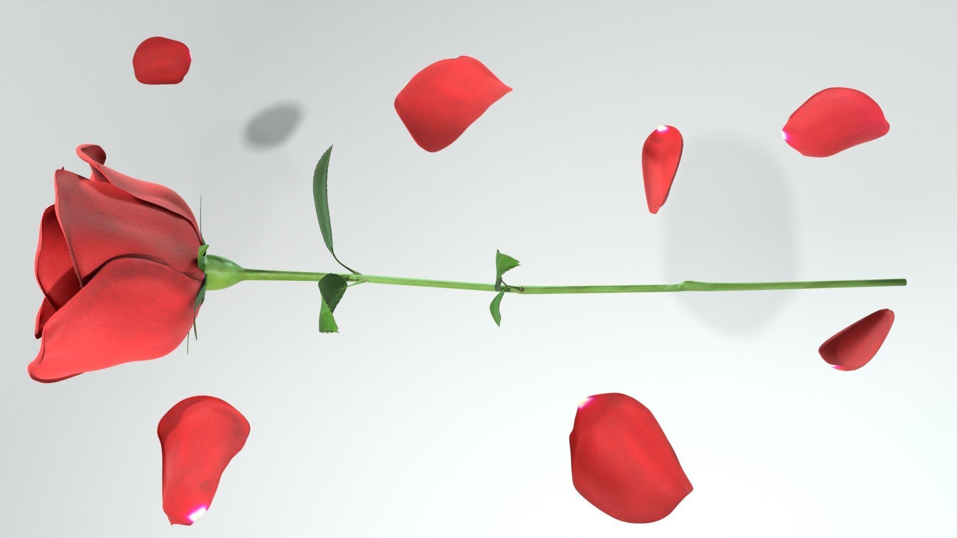 Red Rose 3D model_7