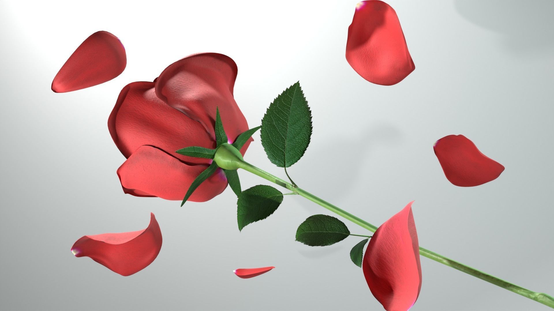 Red Rose 3D model_9