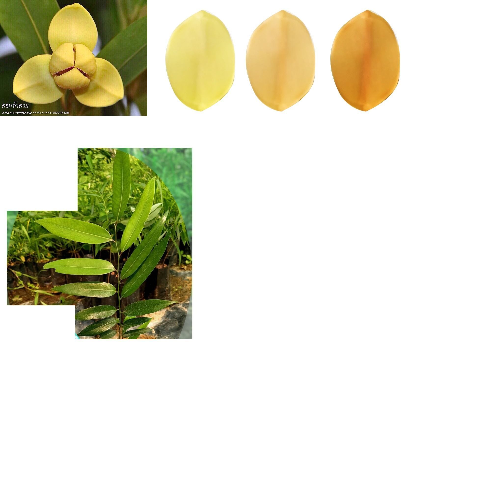 Lumdoun flower Free low-poly 3D model_2