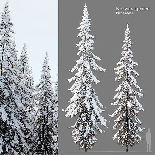 Winter Norway Spruce 02 3D model