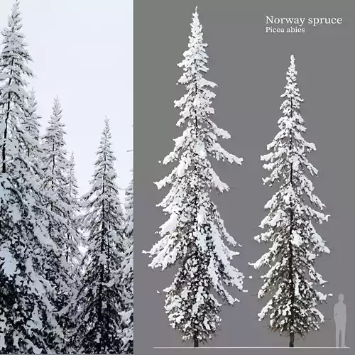 Winter Norway Spruce 02