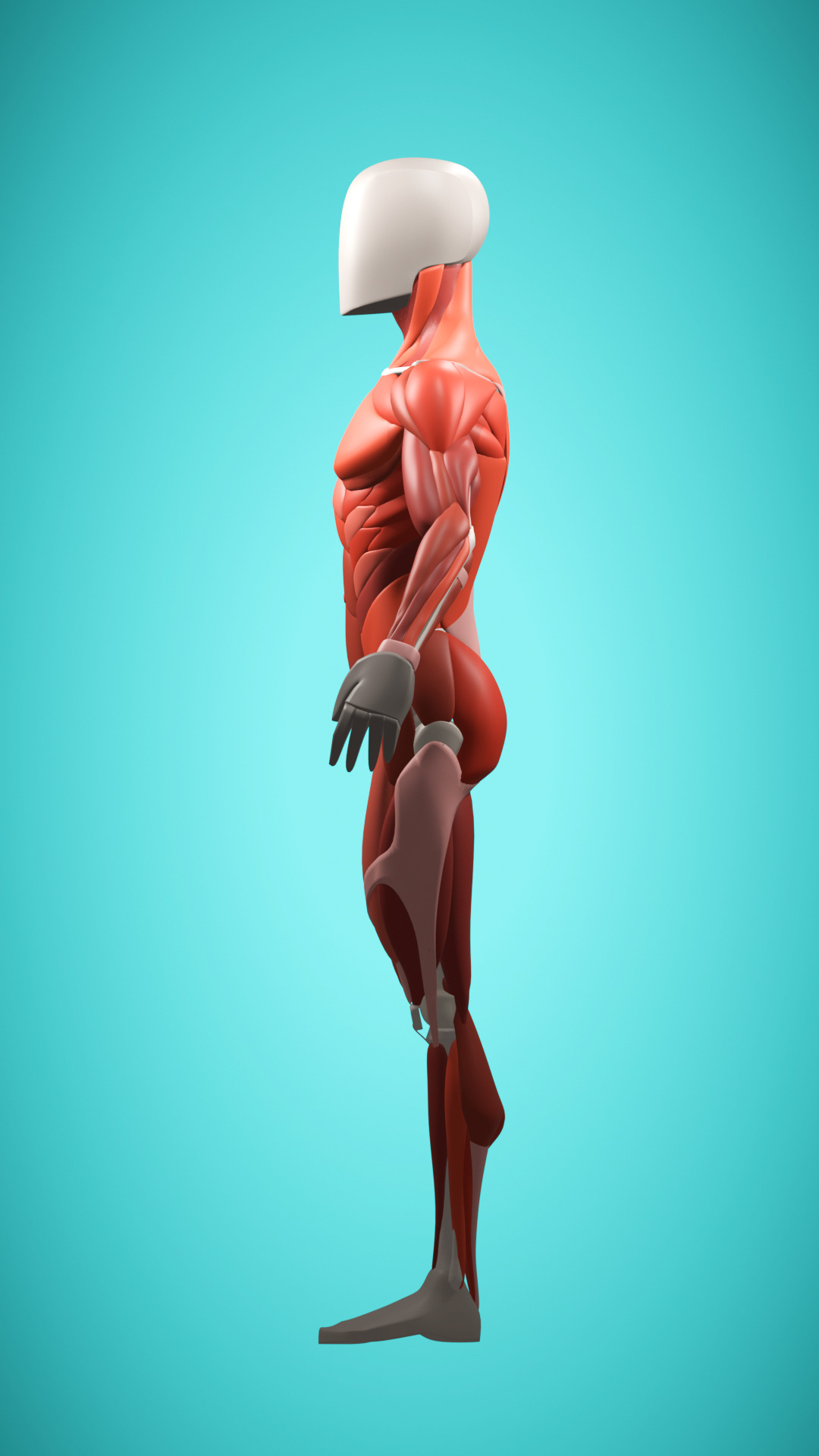 Stylized Male Muscle Anatomy Reference Model 3D model_3
