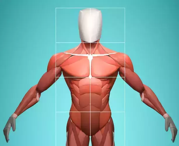 Stylized Male Muscle Anatomy Reference Model 3D model Stylized Male Muscle Anatomy Reference Model 3D model