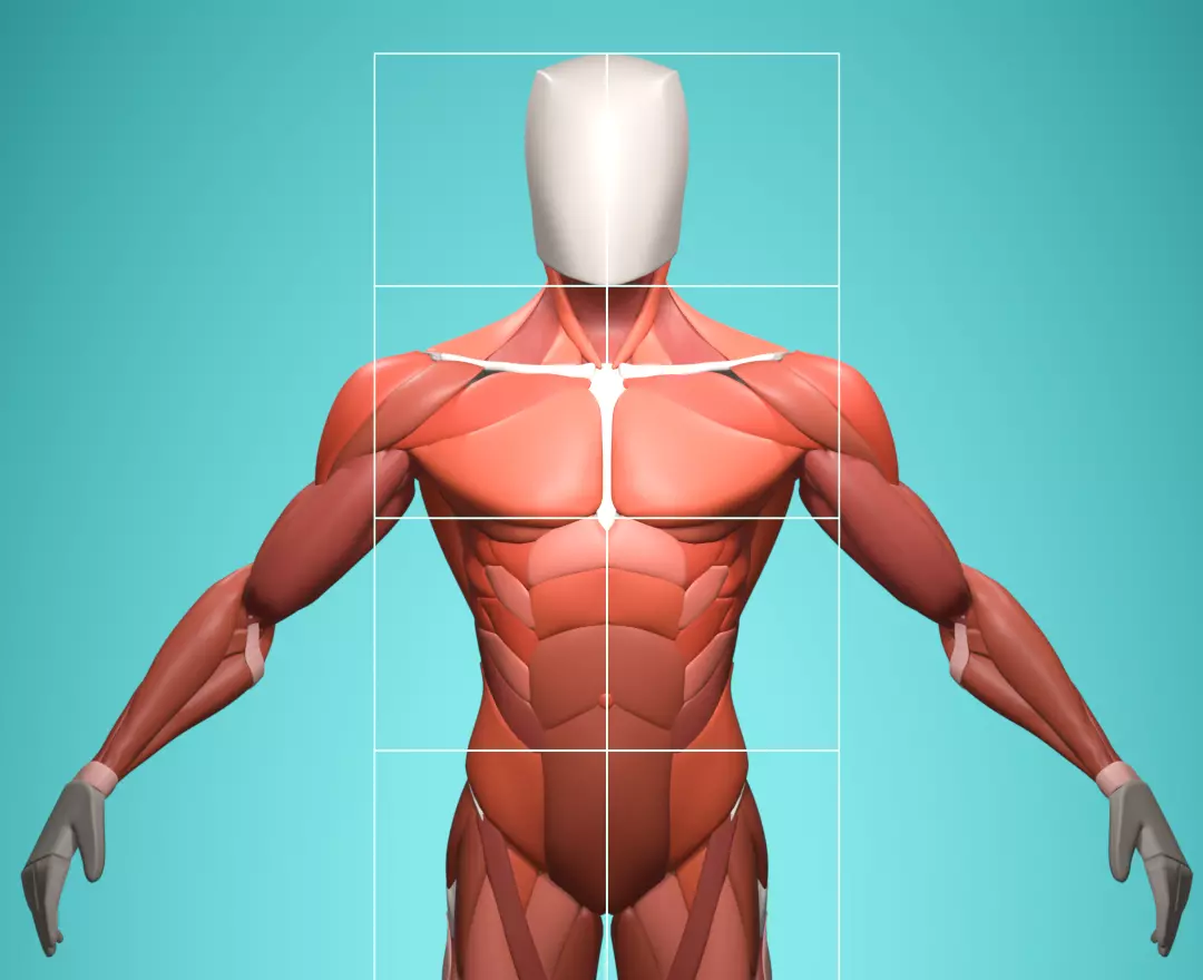 Stylized Male Muscle Anatomy Reference Model 3D model_0