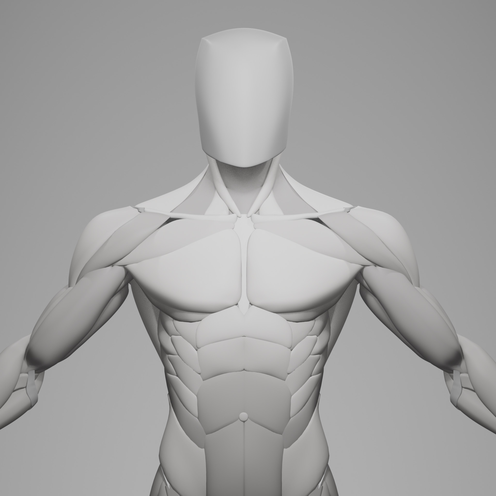 Stylized Male Muscle Anatomy Reference Model 3D model_6