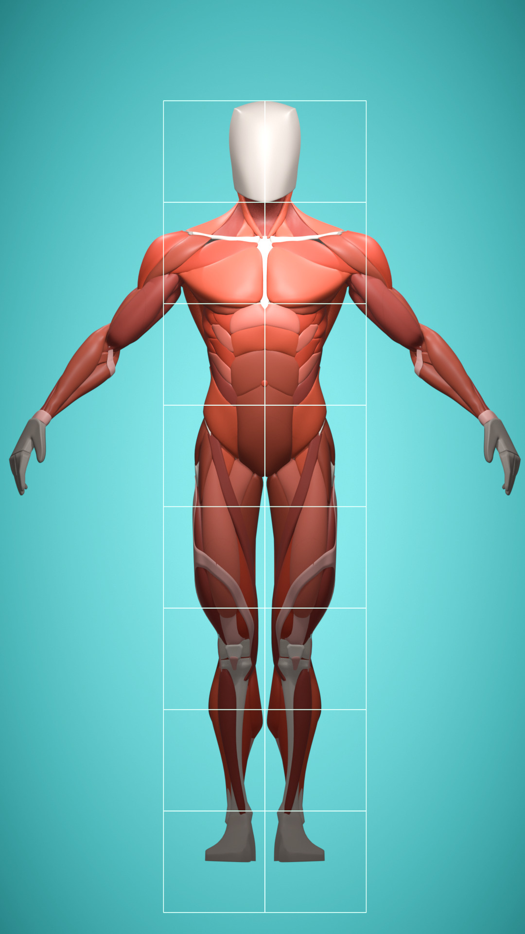 Stylized Male Muscle Anatomy Reference Model 3D model_2