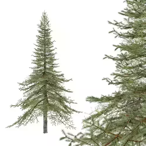 White Fir Tree 3D model