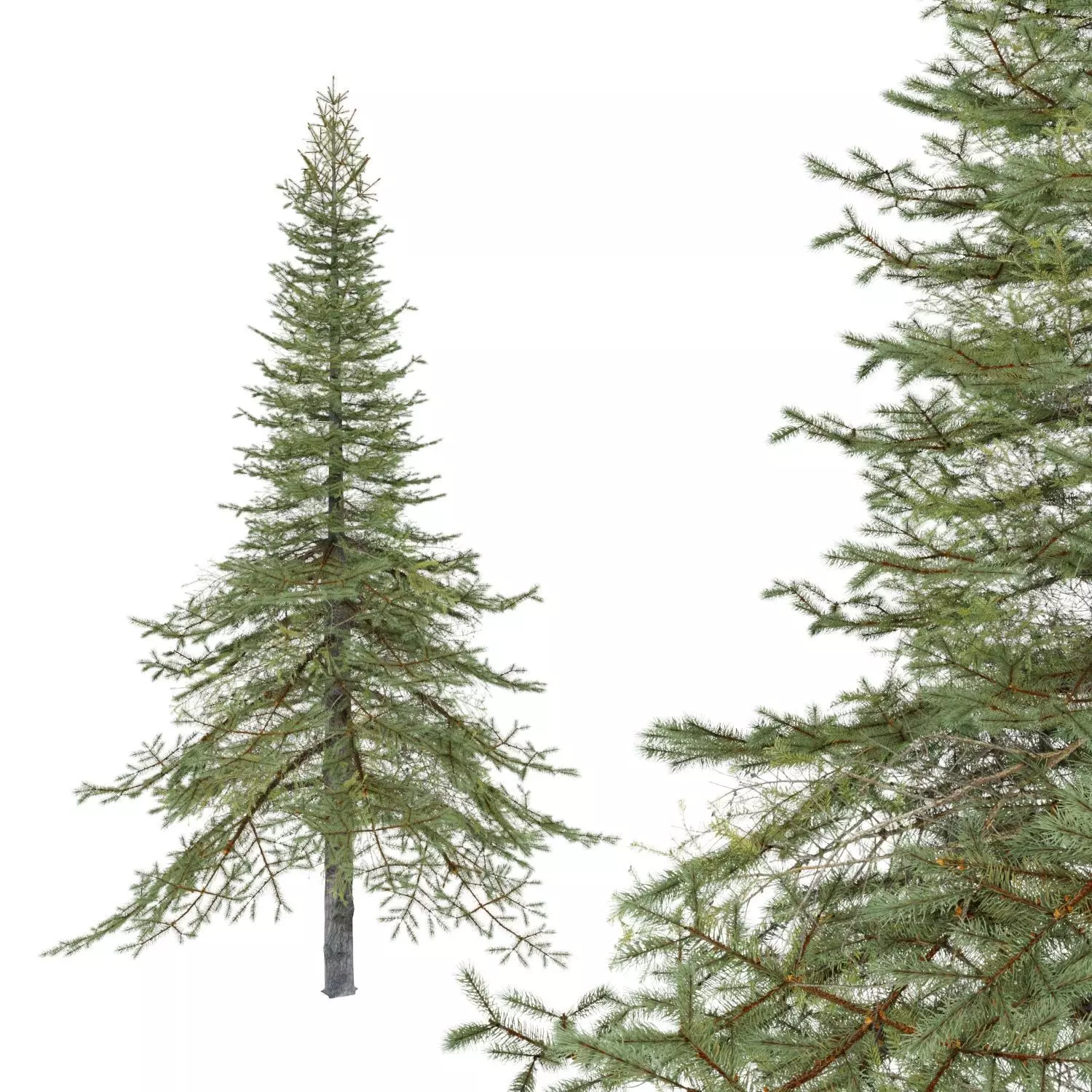 White Fir Tree 3D model_0