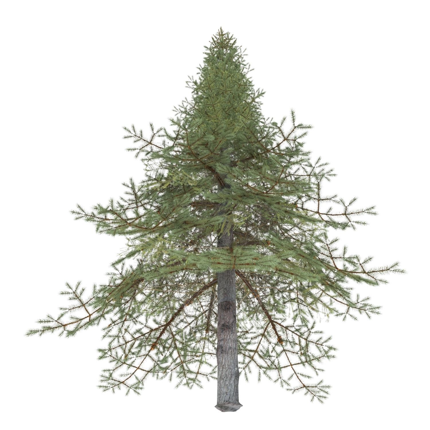 White Fir Tree 3D model_4