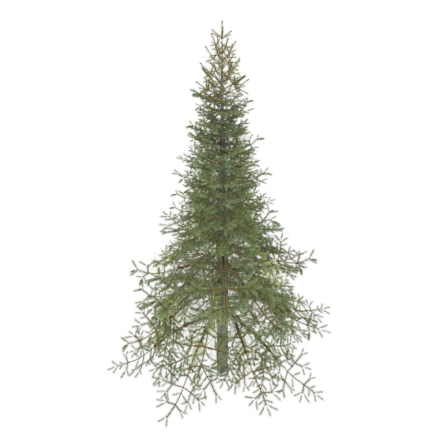 White Fir Tree 3D model_2