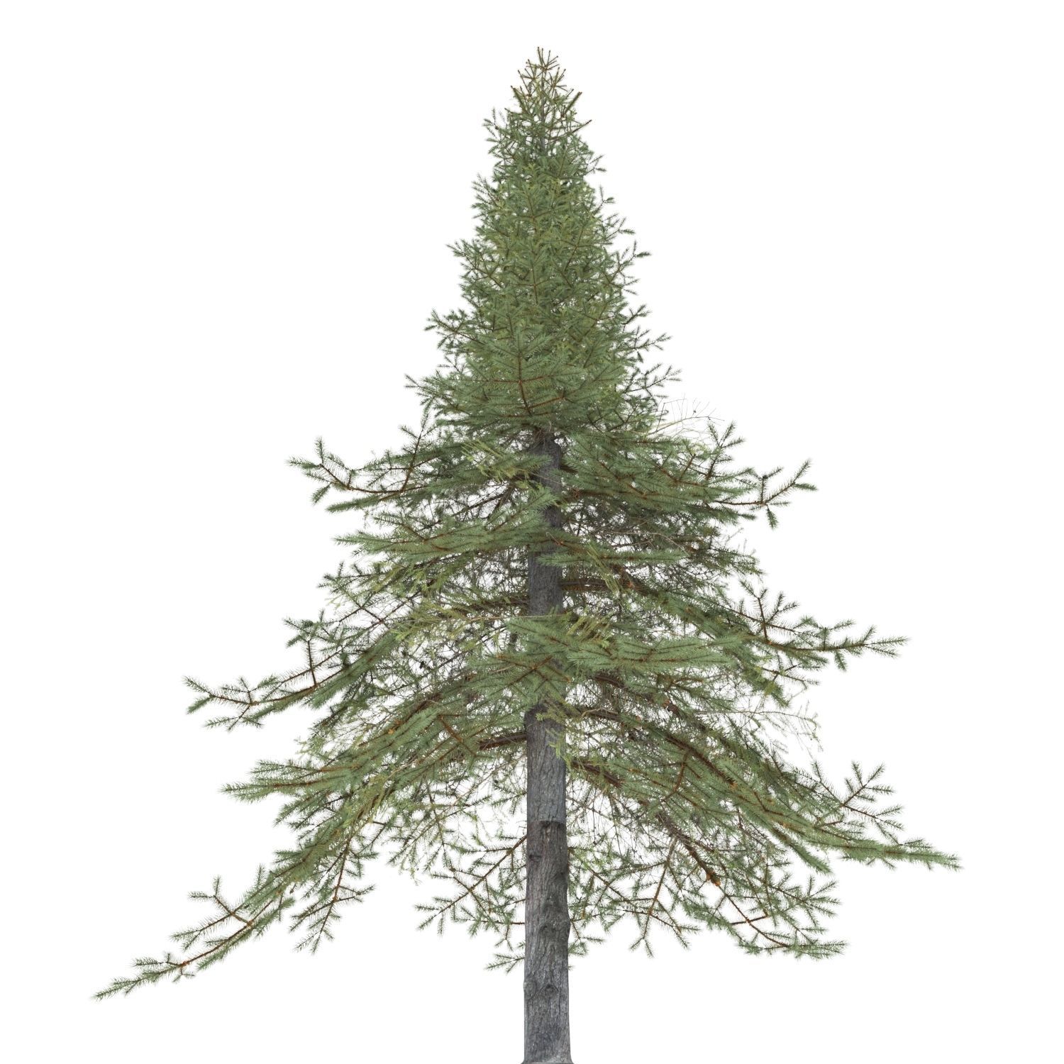 White Fir Tree 3D model_1