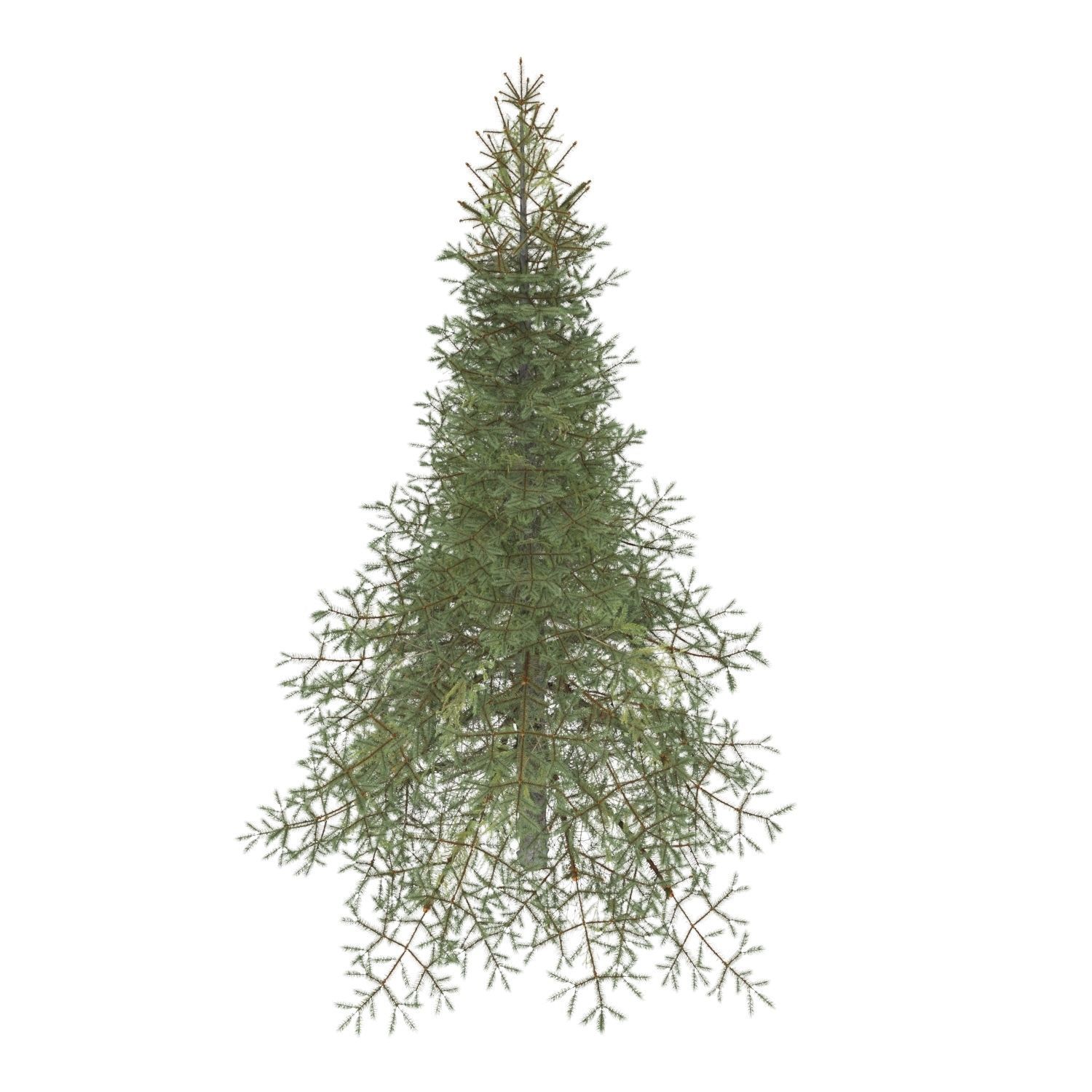 White Fir Tree 3D model_3