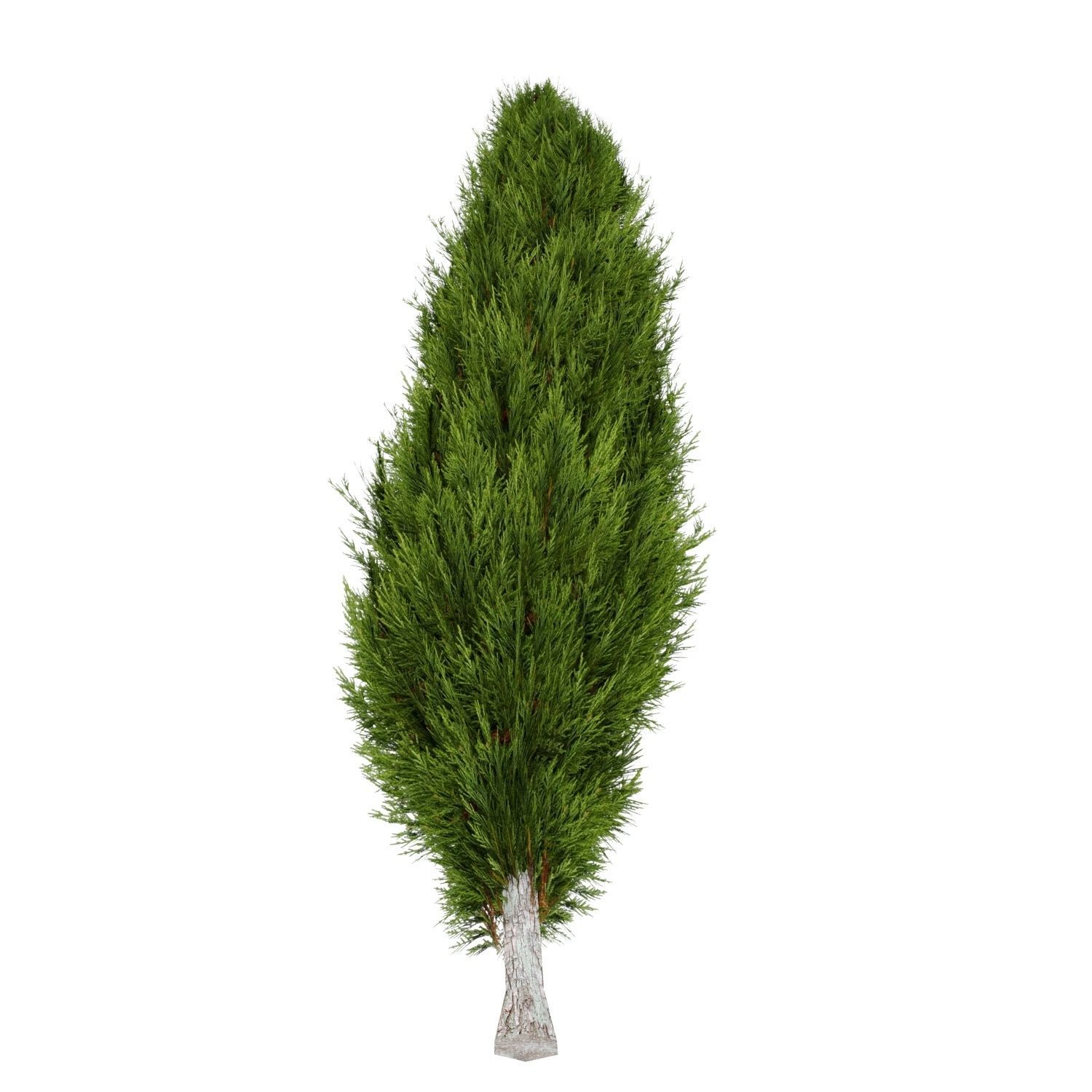 Mediterranean Cypress Tree Low-poly 3D model_3