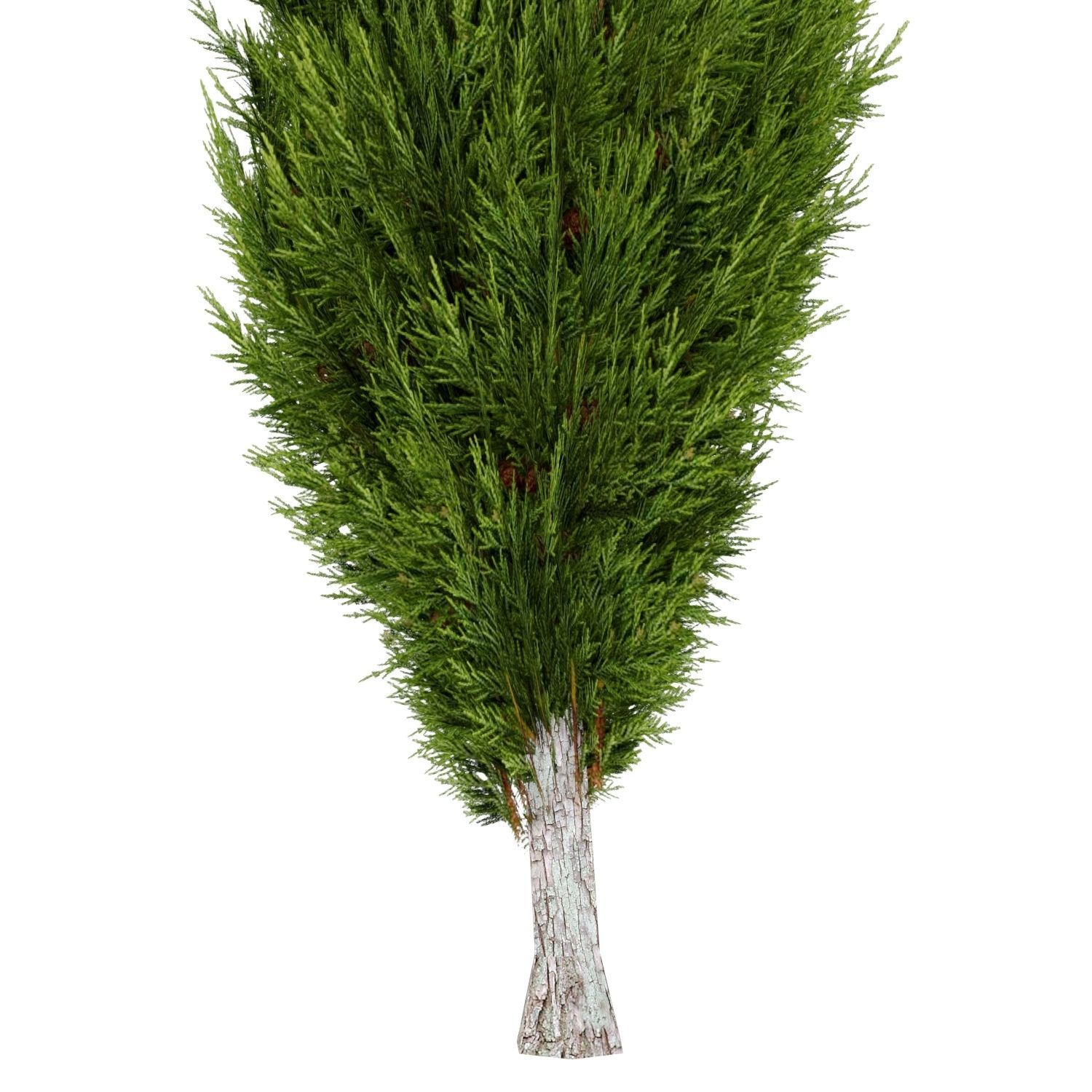 Mediterranean Cypress Tree Low-poly 3D model_1