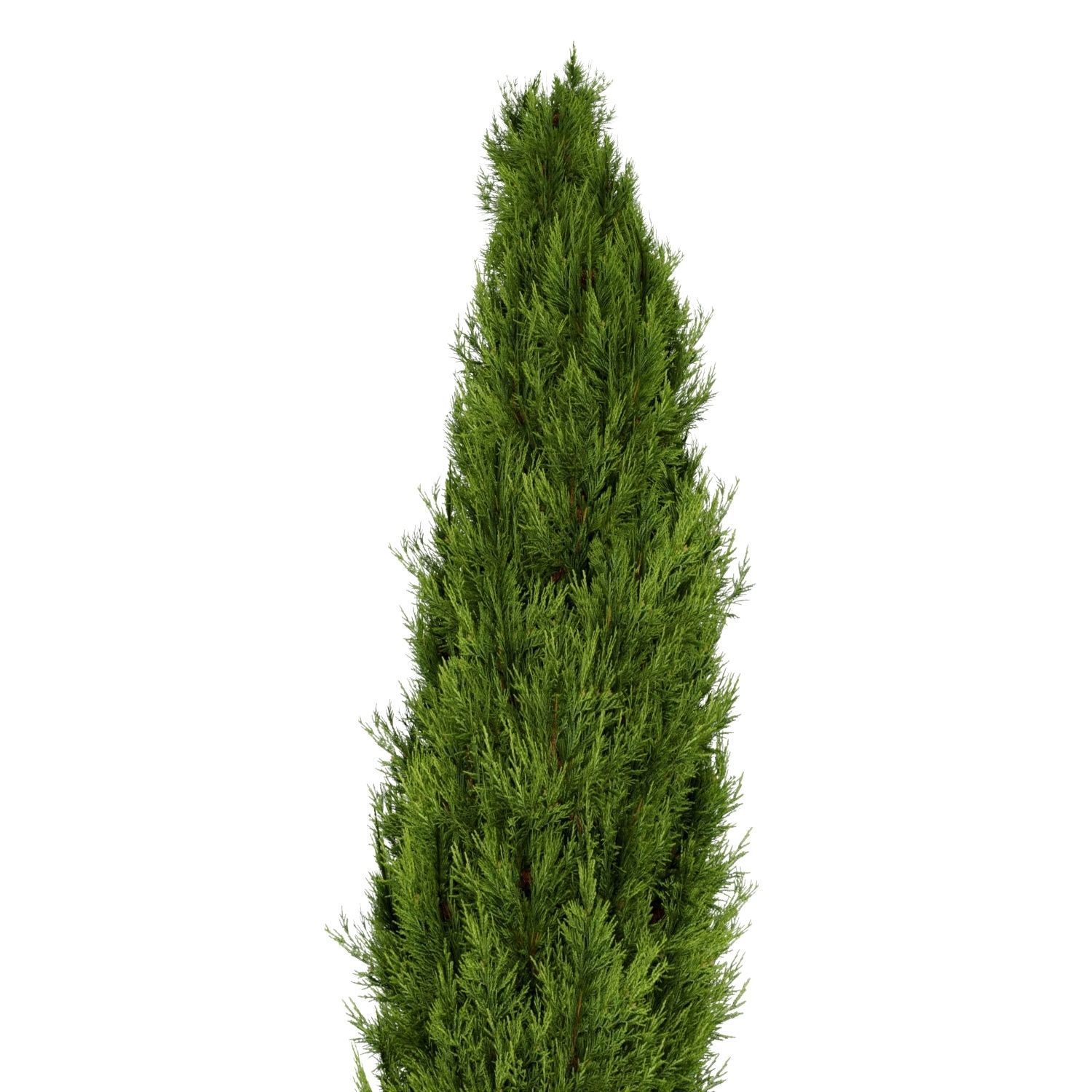Mediterranean Cypress Tree Low-poly 3D model_2