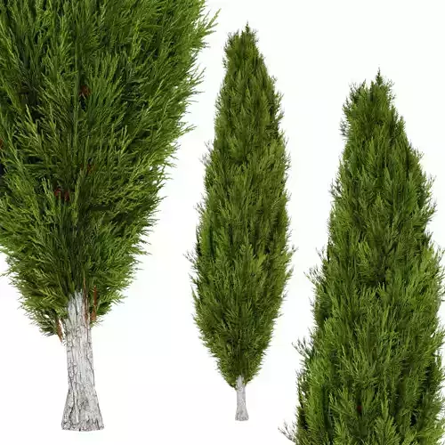 Mediterranean Cypress Tree Low-poly 3D model