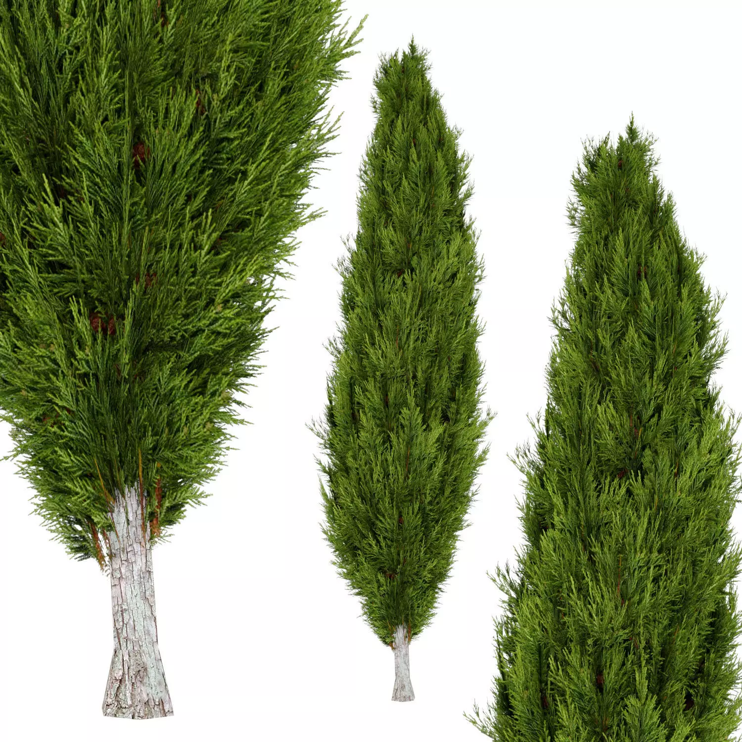 Mediterranean Cypress Tree Low-poly 3D model_0