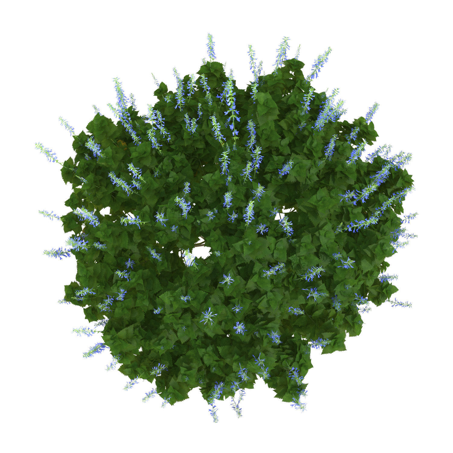 Plectranthus Scutellarioides Bush with flower 3D model_2