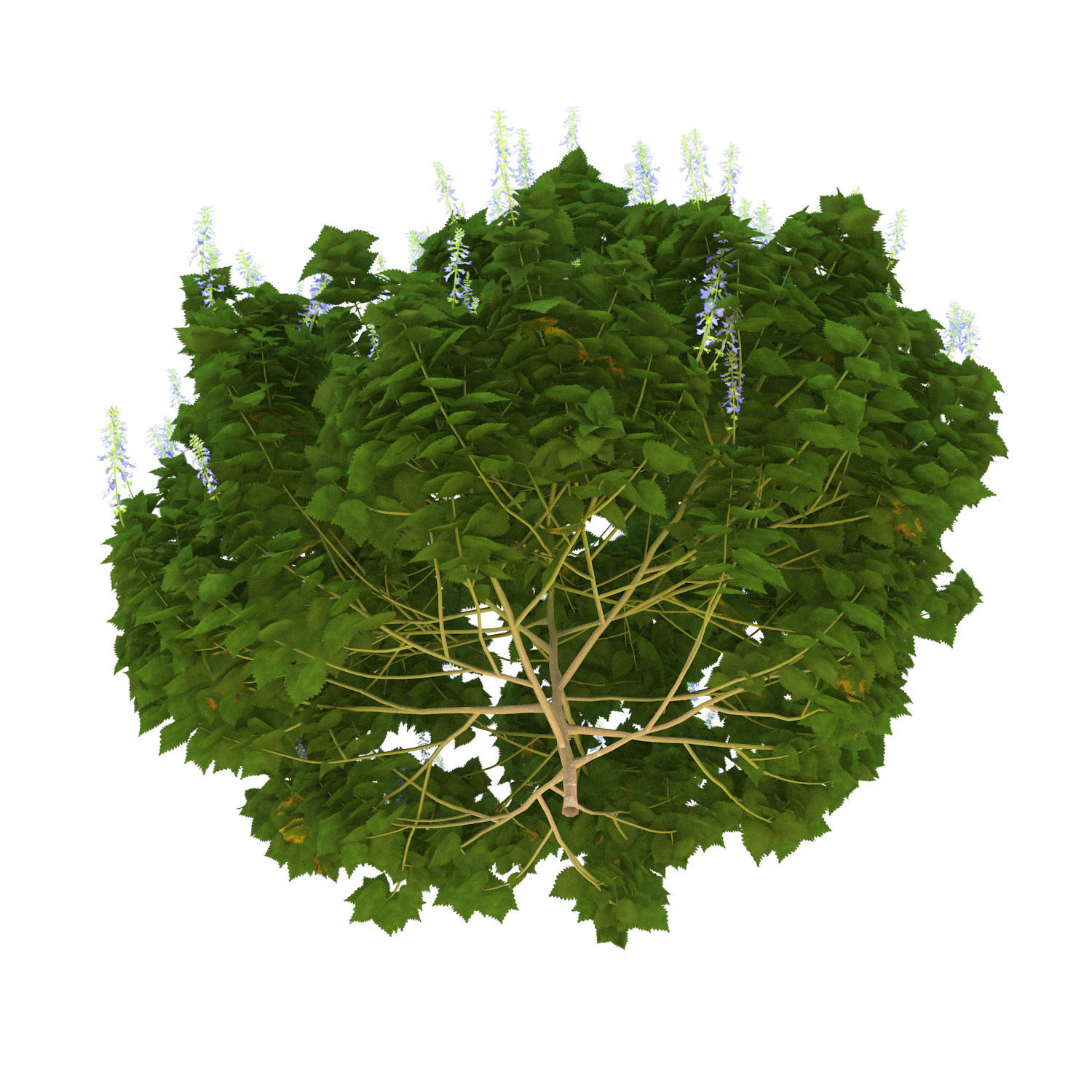 Plectranthus Scutellarioides Bush with flower 3D model_4