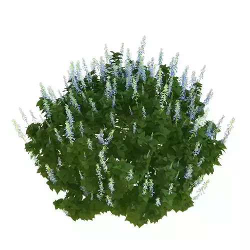 Plectranthus Scutellarioides Bush with flower 3D model