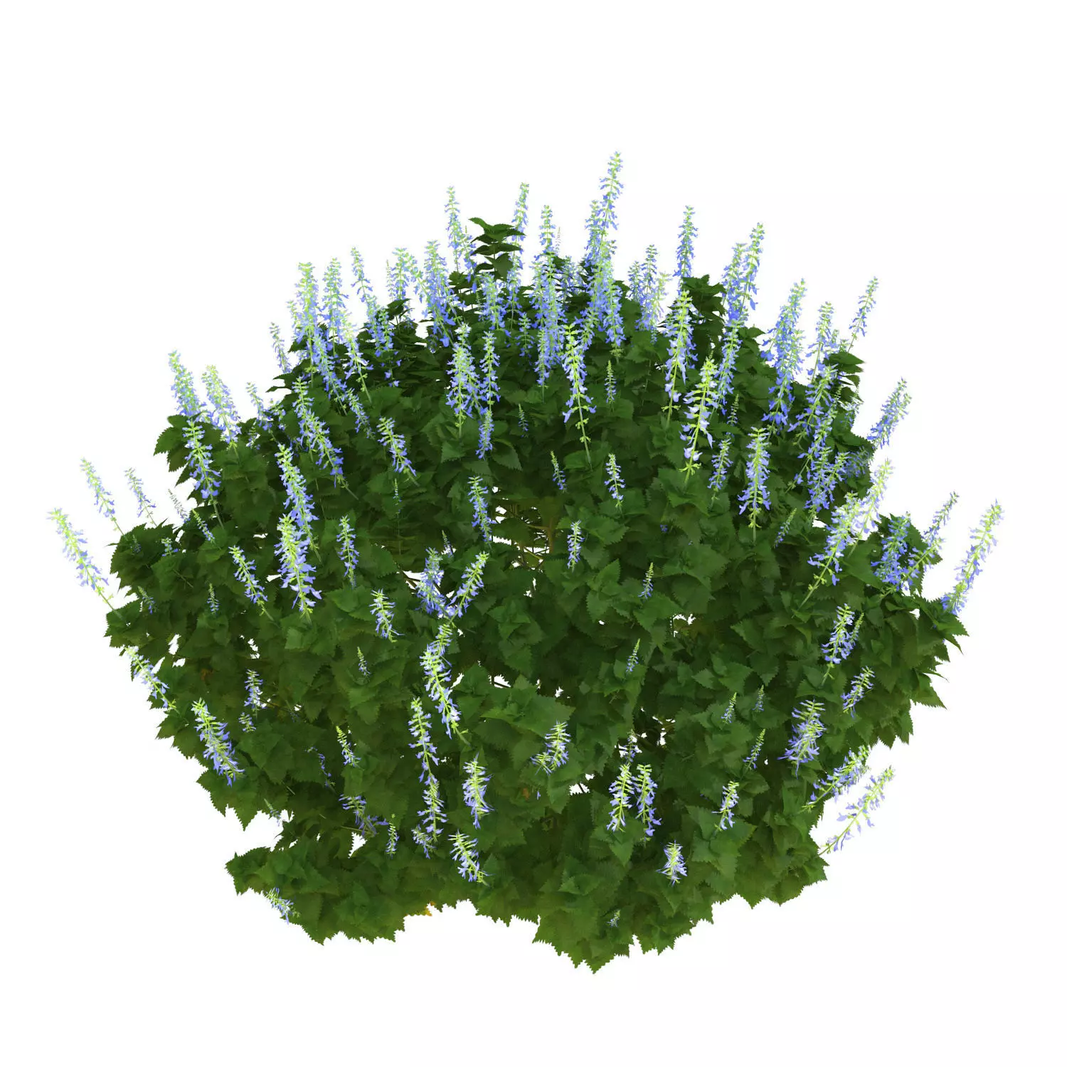 Plectranthus Scutellarioides Bush with flower 3D model_0