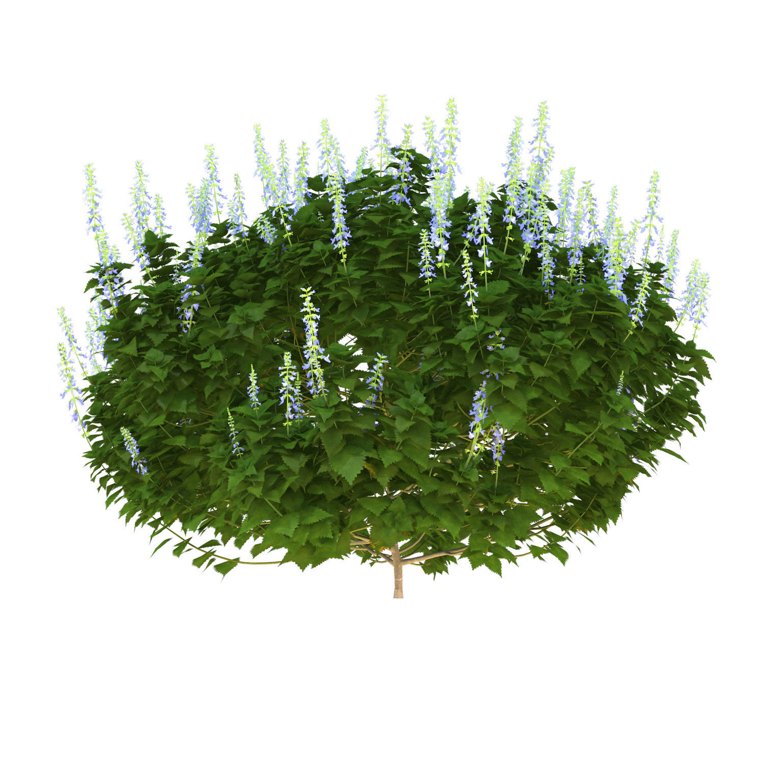 Plectranthus Scutellarioides Bush with flower 3D model_3