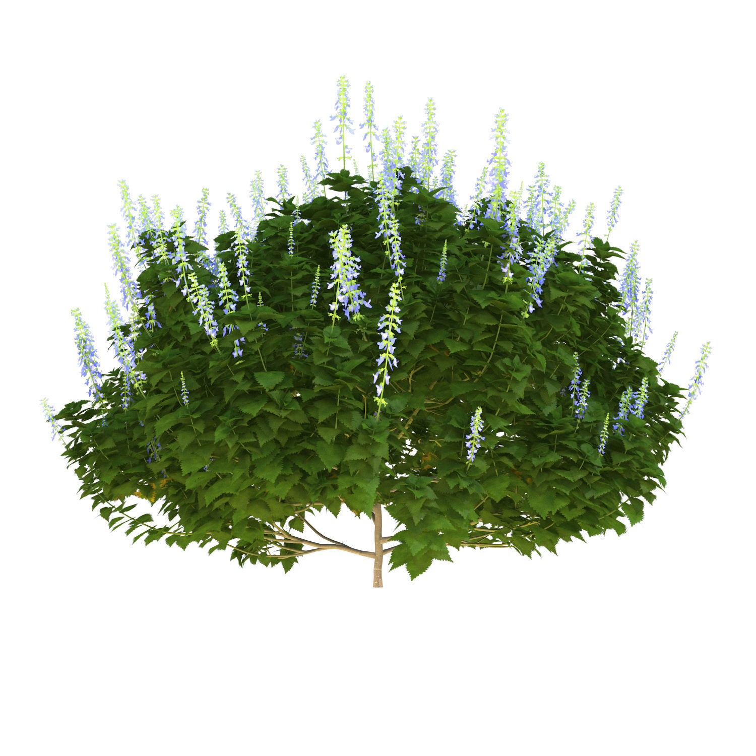 Plectranthus Scutellarioides Bush with flower 3D model_1