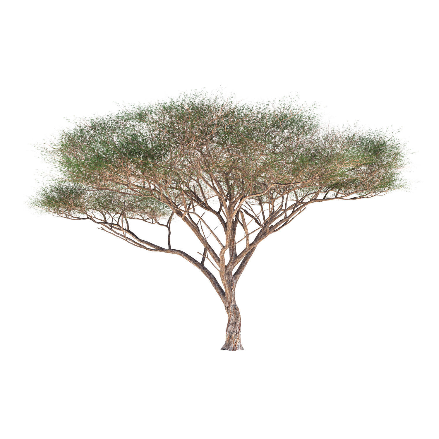 Vachellia tortilis Tree 3D model_1