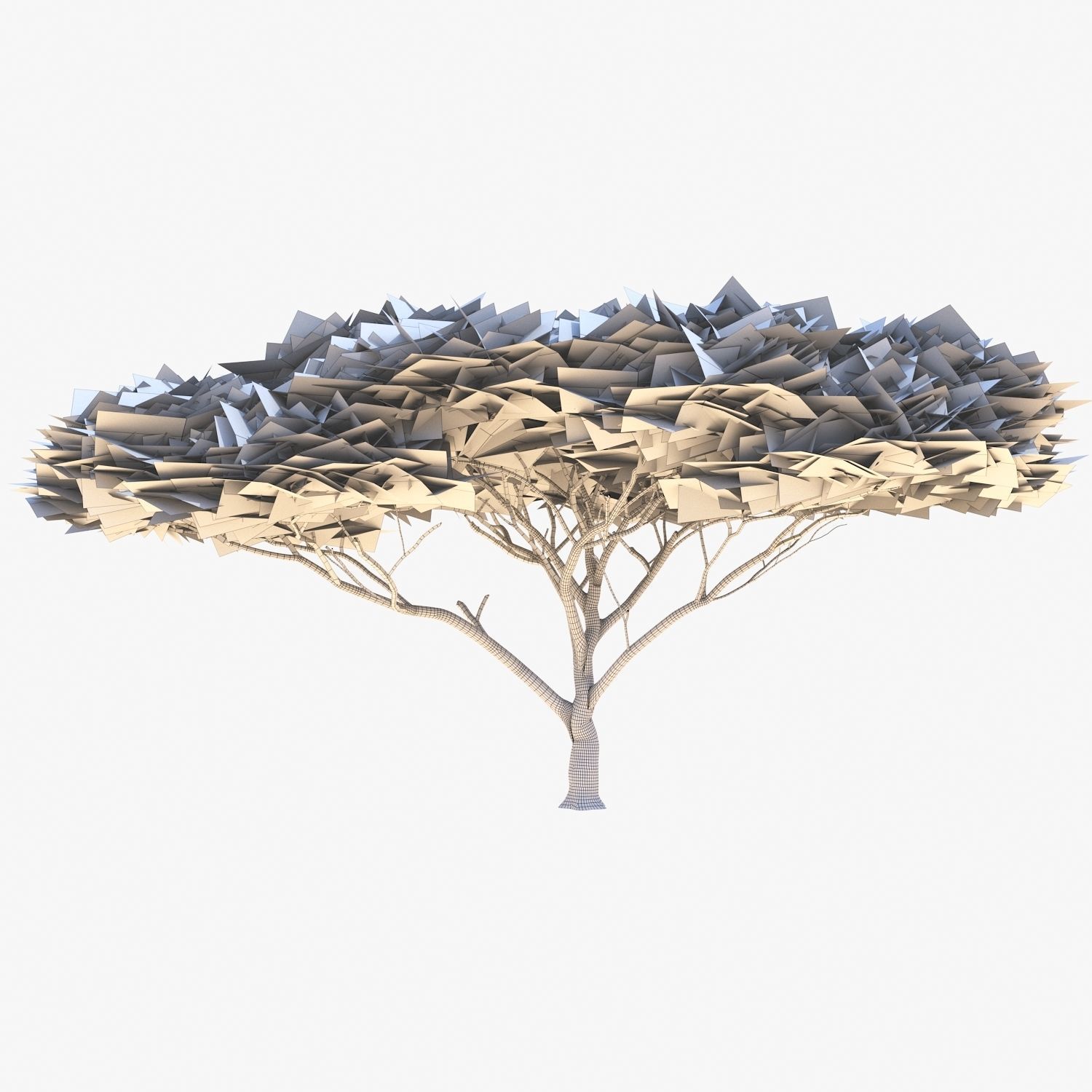 Vachellia tortilis Tree 3D model_5