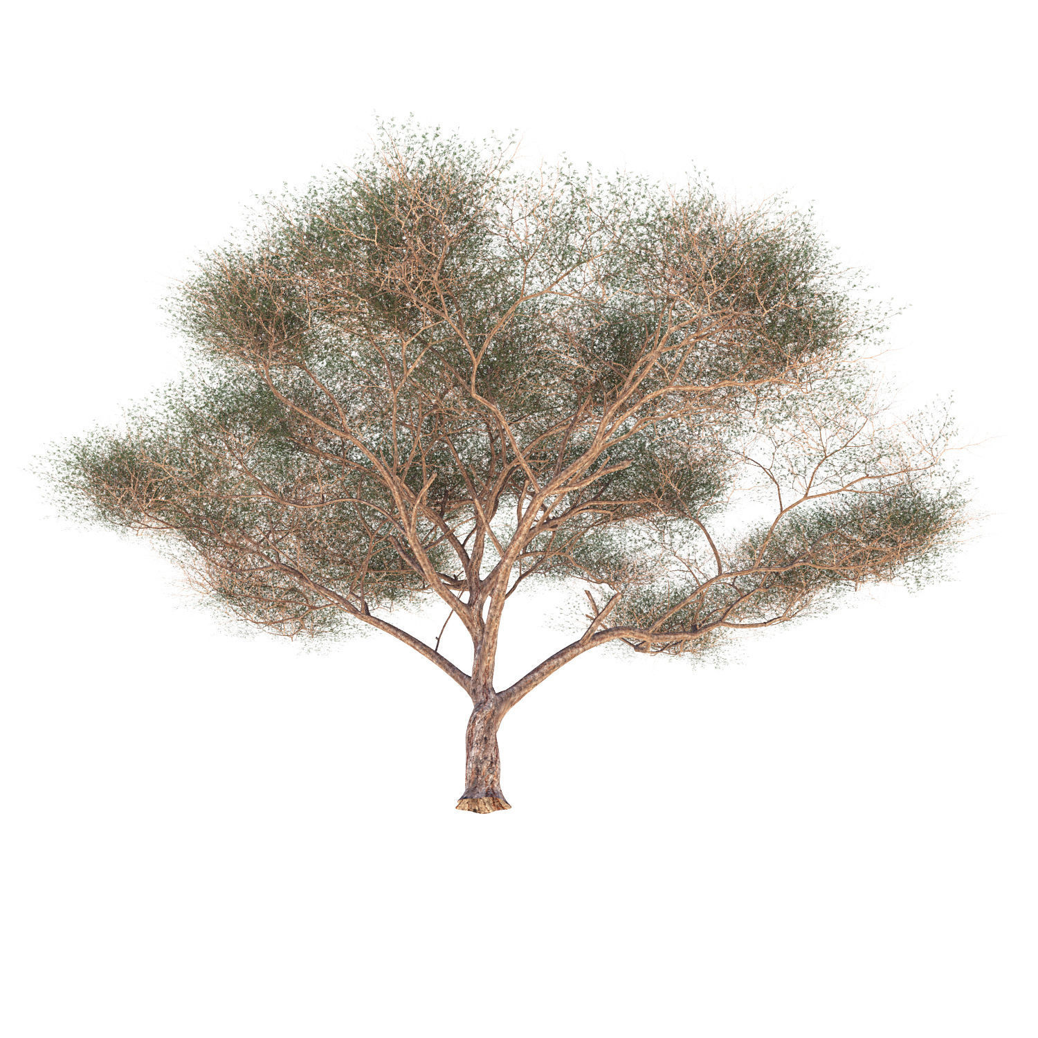 Vachellia tortilis Tree 3D model_3