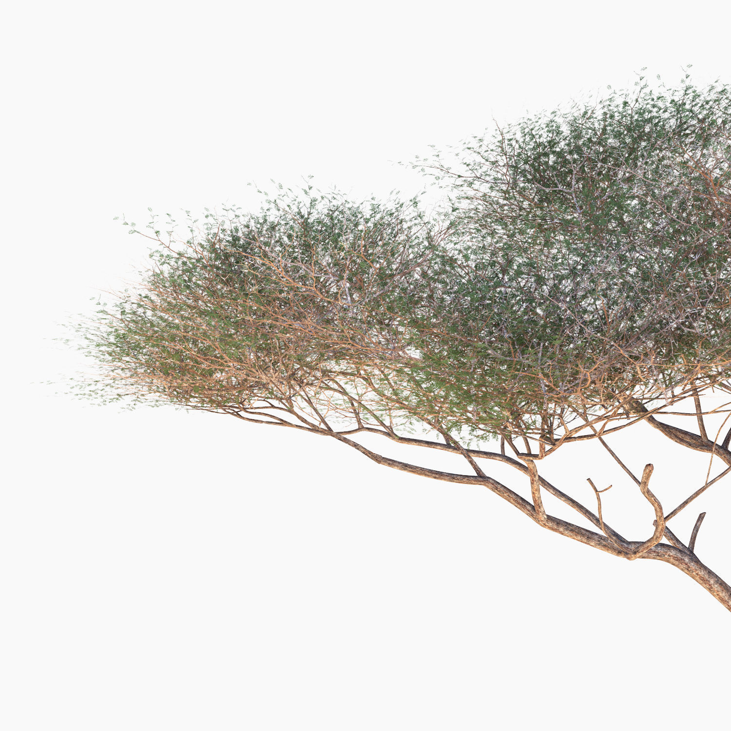 Vachellia tortilis Tree 3D model_4