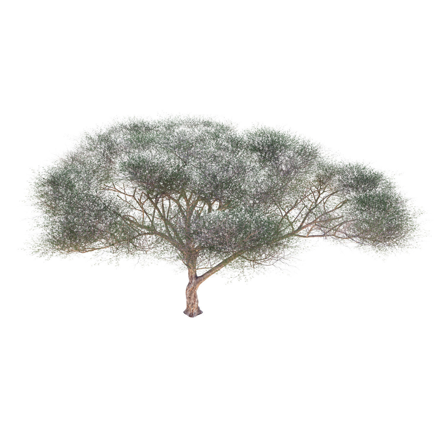 Vachellia tortilis Tree 3D model_2