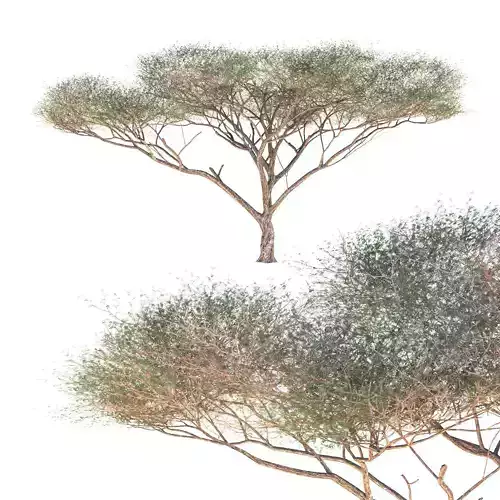 Vachellia tortilis Tree 3D model