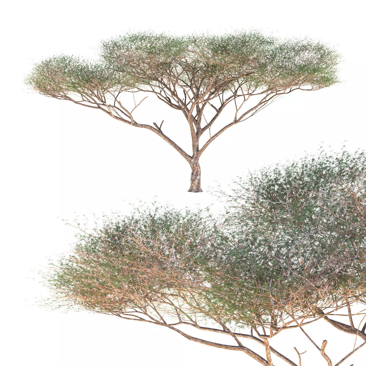 Vachellia tortilis Tree 3D model_0