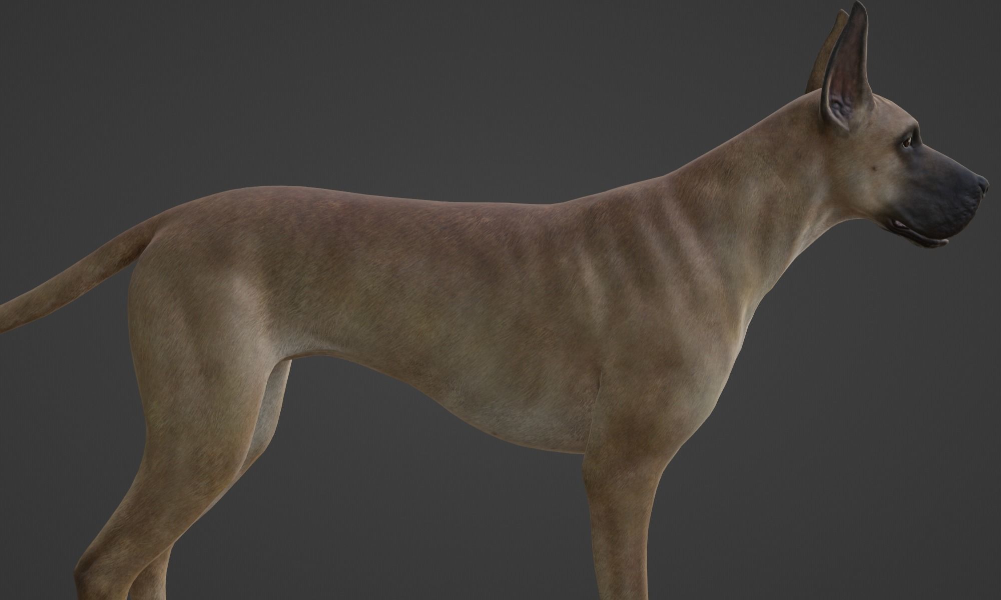 DOG - GREAT DANE  Low-poly 3D model_13