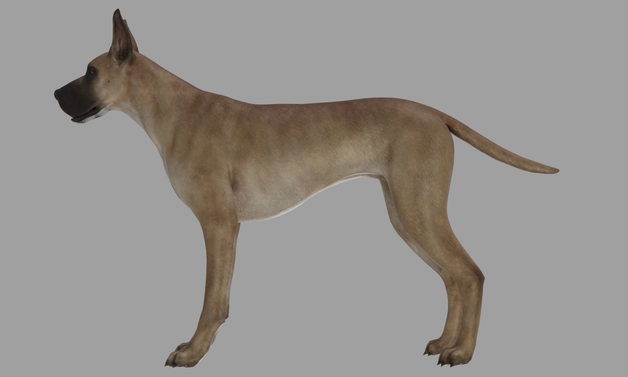 DOG - GREAT DANE  Low-poly 3D model_5