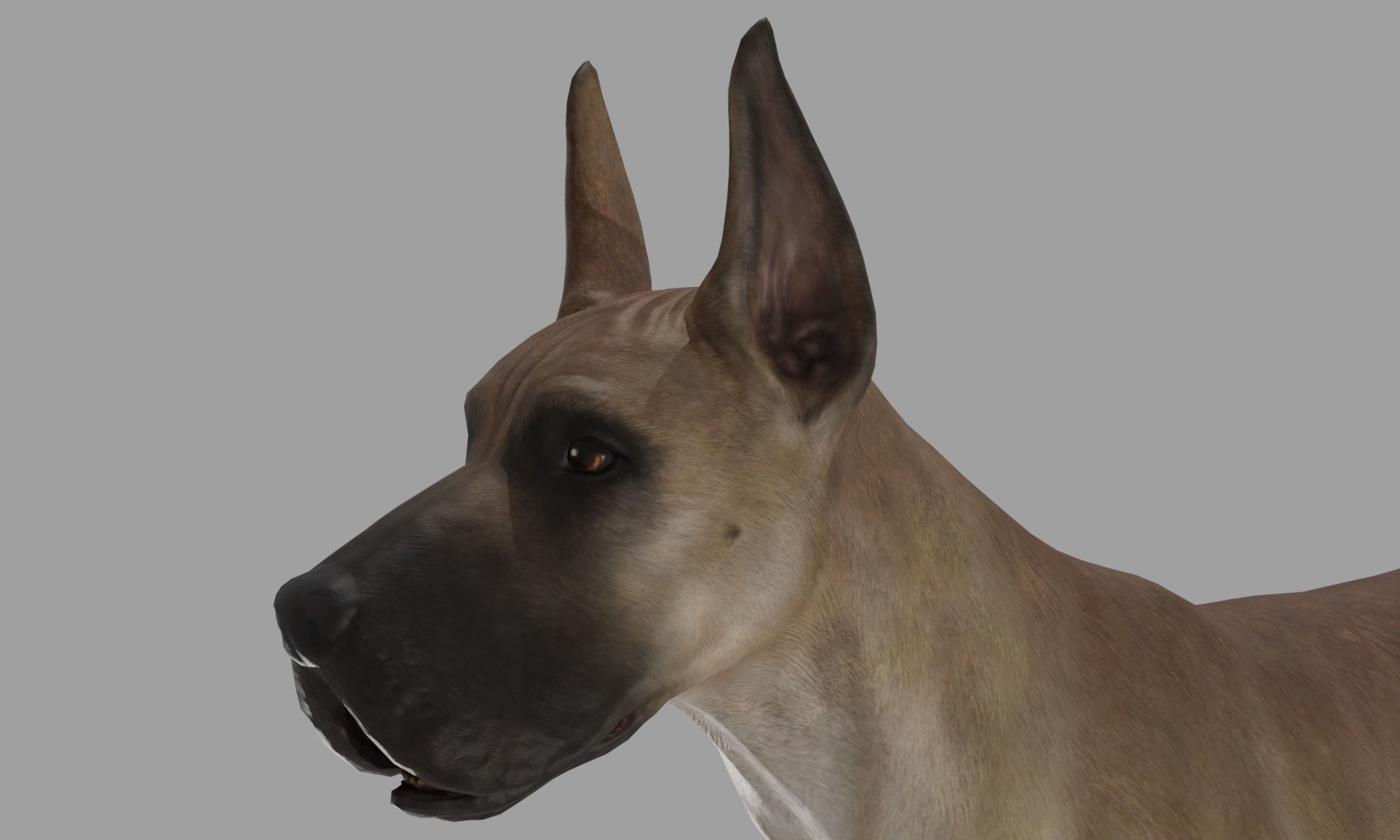 DOG - GREAT DANE  Low-poly 3D model_3