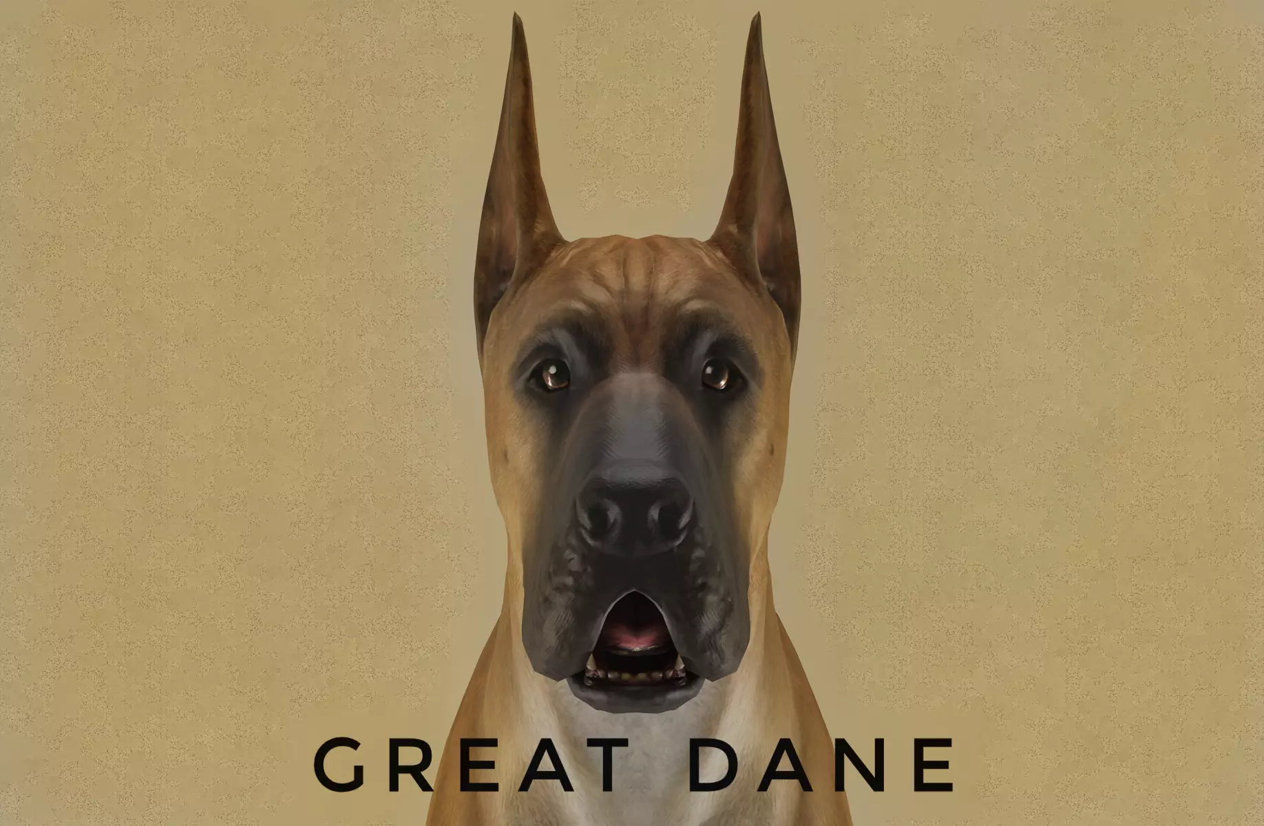 DOG - GREAT DANE  Low-poly 3D model_0