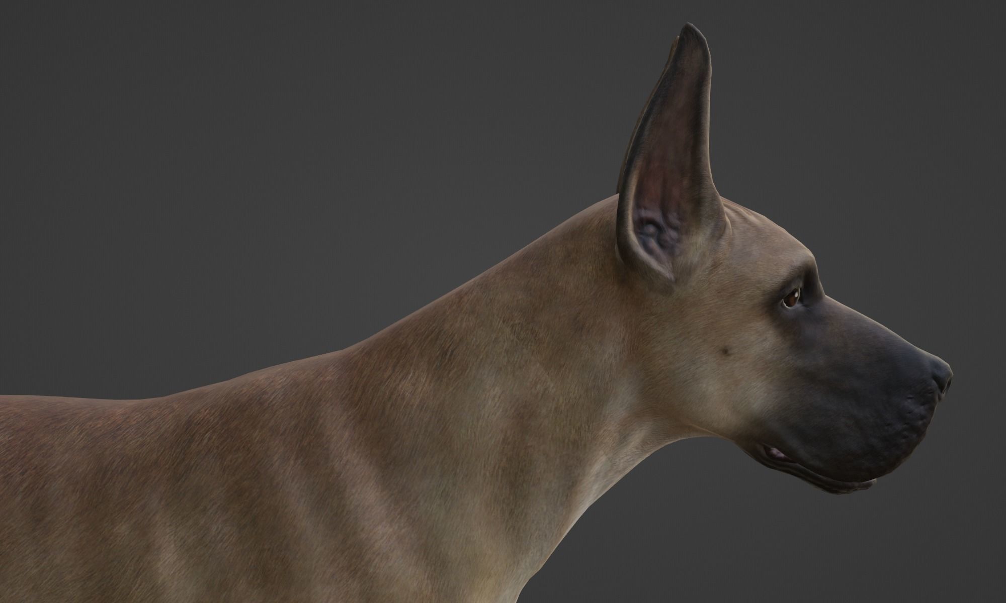 DOG - GREAT DANE  Low-poly 3D model_12