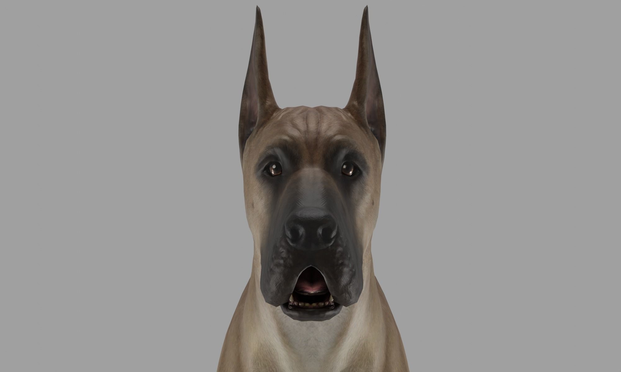 DOG - GREAT DANE  Low-poly 3D model_14