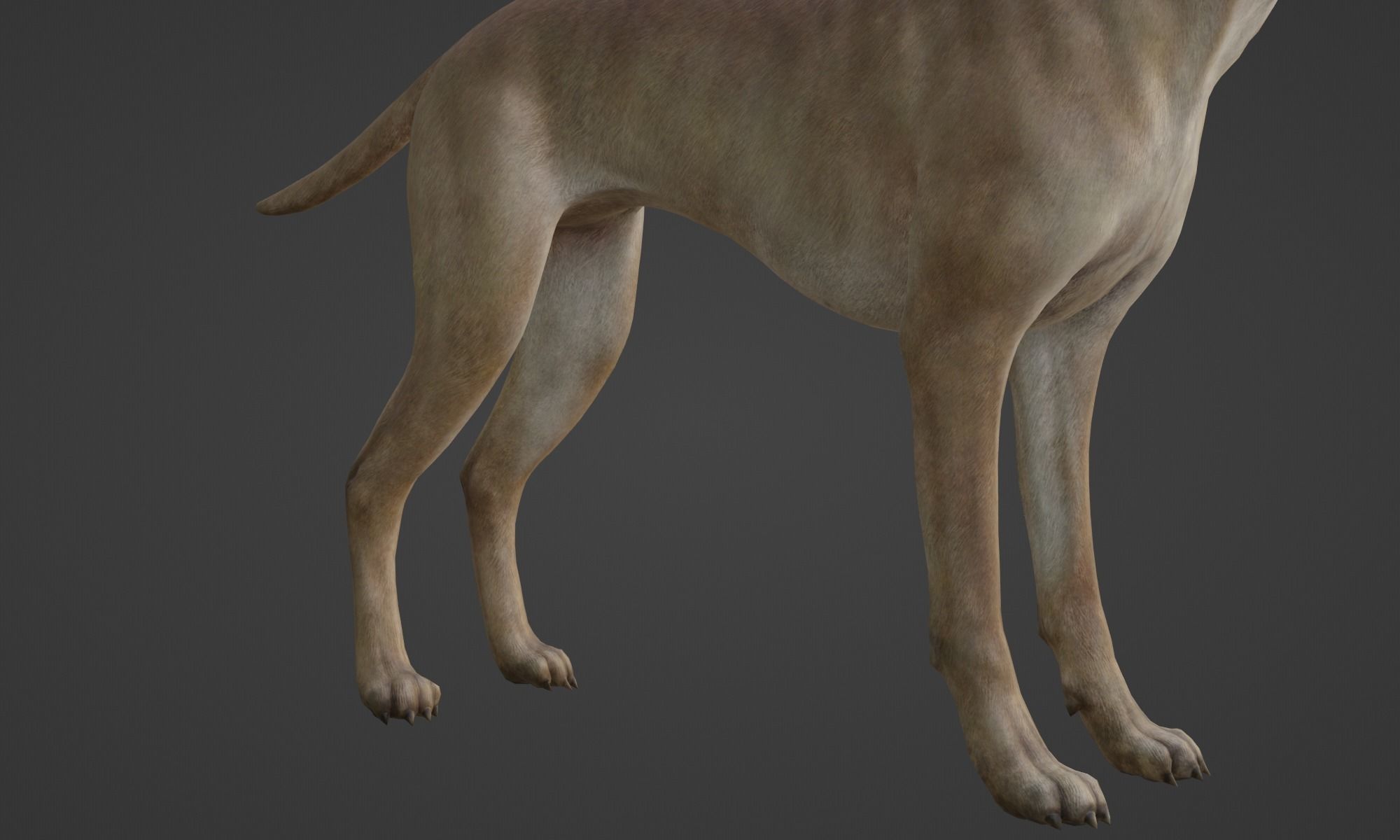 DOG - GREAT DANE  Low-poly 3D model_9