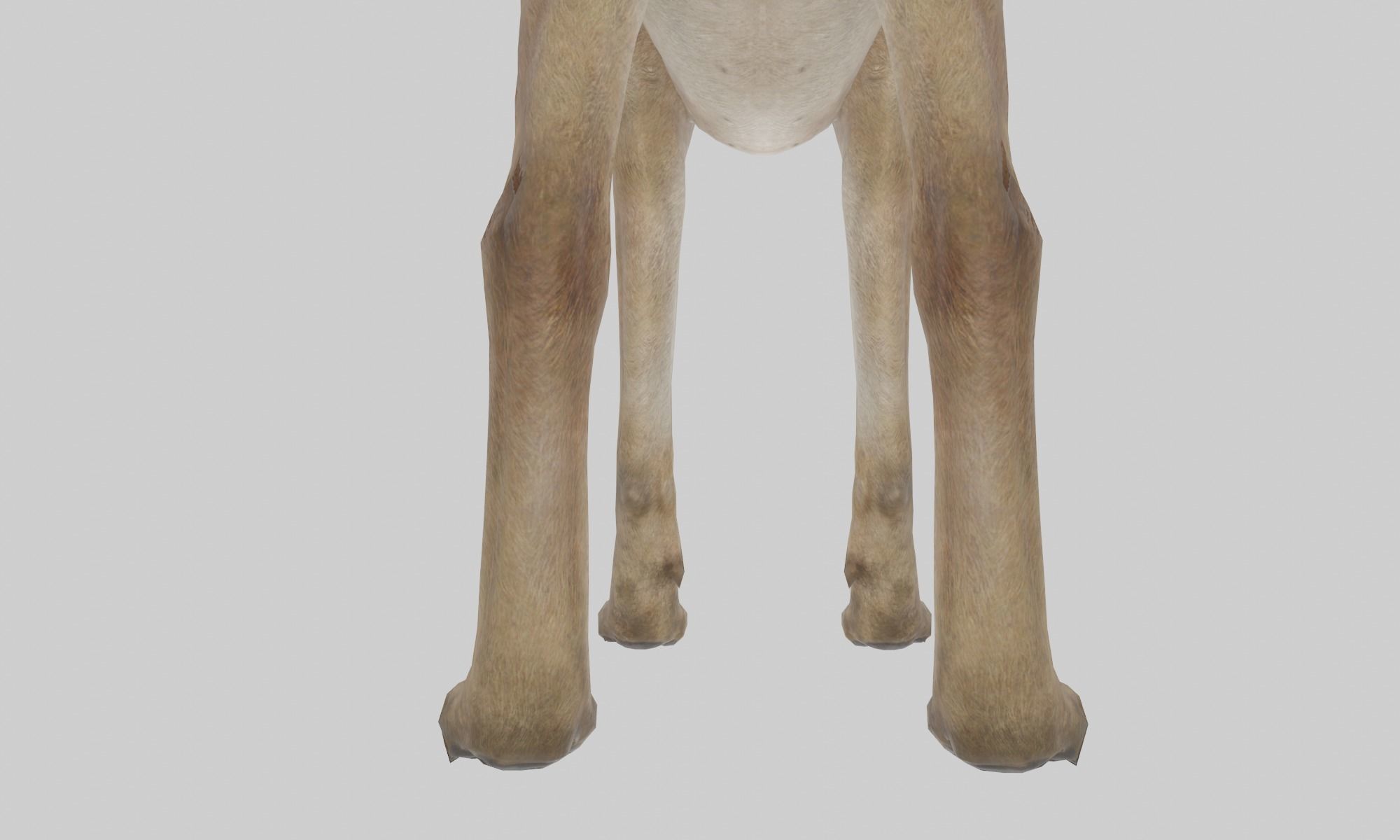 DOG - GREAT DANE  Low-poly 3D model_7