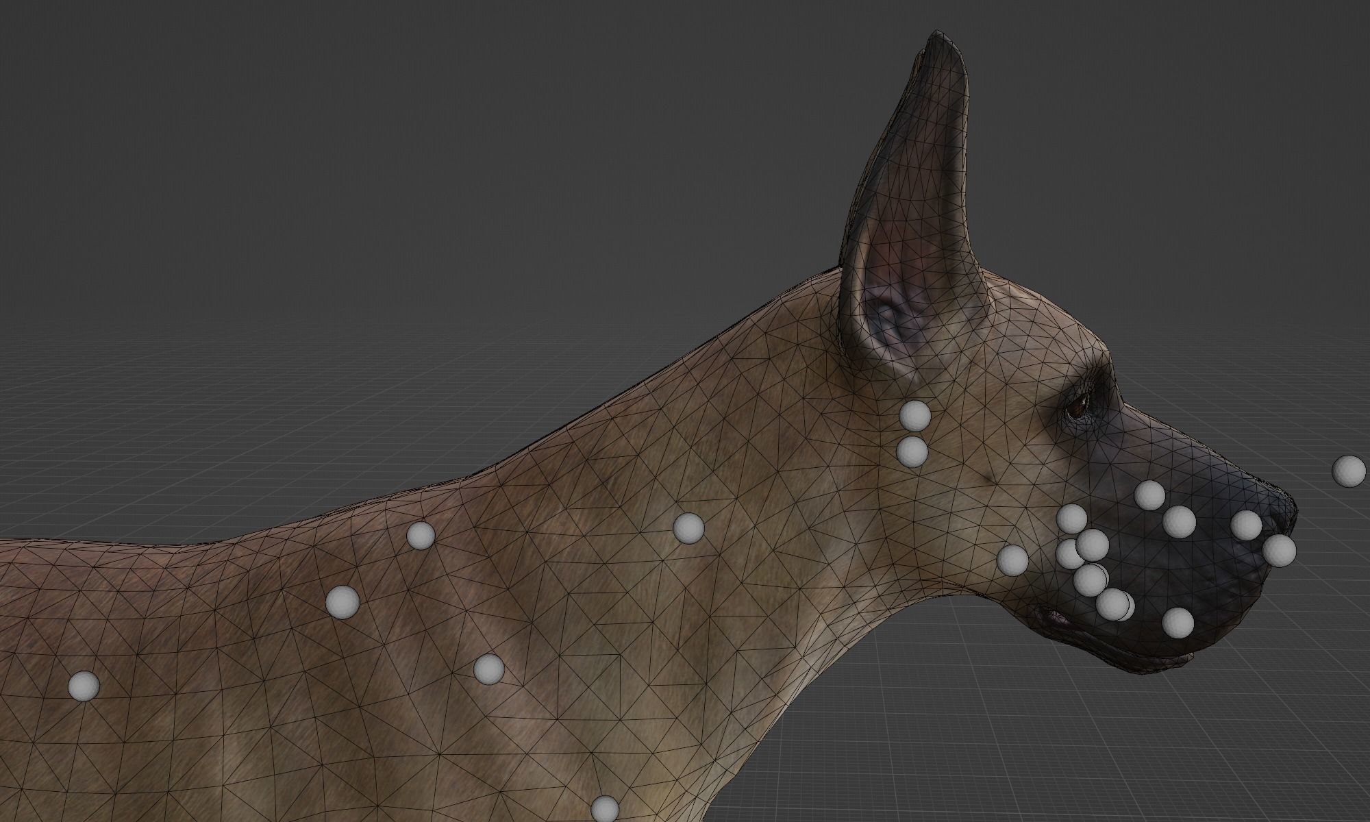 DOG - GREAT DANE  Low-poly 3D model_11