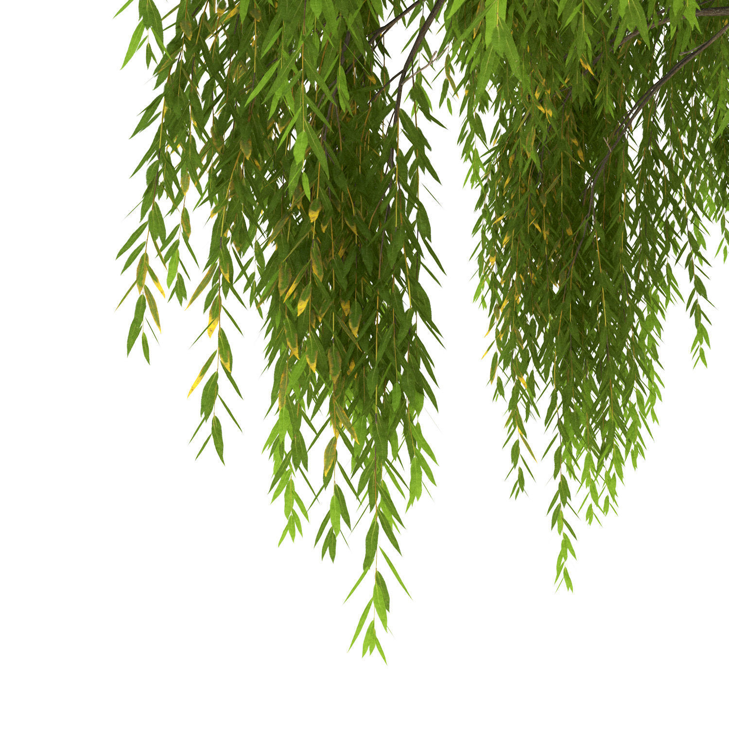 Salix babylonica Tree 3D model_4