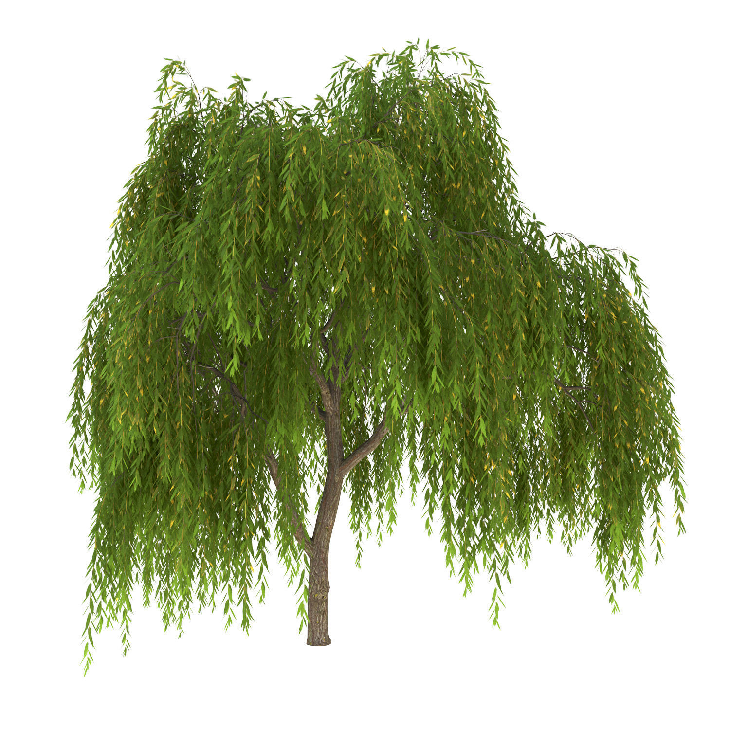 Salix babylonica Tree 3D model_1